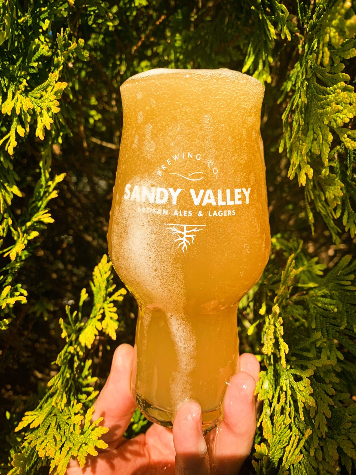 Komorebi West Coast IPA with Spruce Tips Sandy Valley Brewing Co.